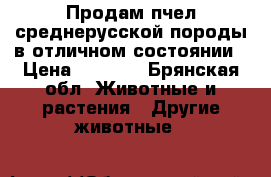 Продам пчел среднерусской породы в отличном состоянии › Цена ­ 3 000 - Брянская обл. Животные и растения » Другие животные   